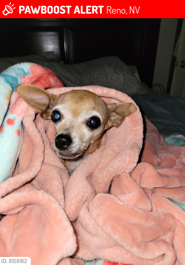 Lost Female Dog last seen Bisby and Evans near UNR, Reno, NV 89557