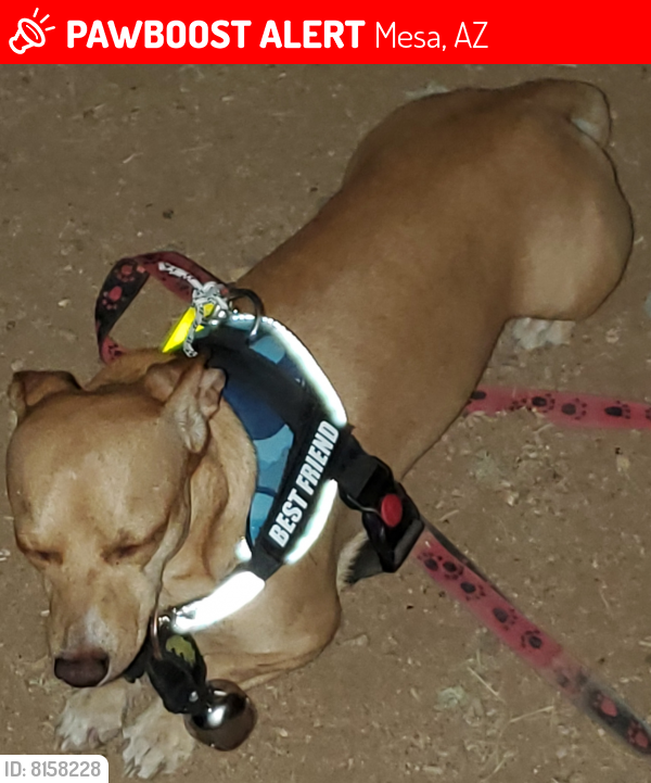 Lost Male Dog last seen Peralta Ave and Woodruff Cir, Mesa, AZ 85212