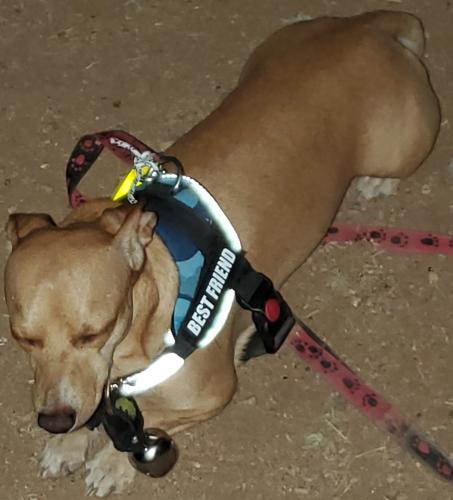 Lost Male Dog last seen Peralta Ave and Woodruff Cir, Mesa, AZ 85212