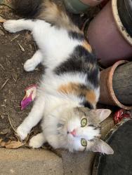 Reunited Female Cat last seen Orange olive and Lincoln by Saint Paul’s Lutheran school, Orange, CA 92865