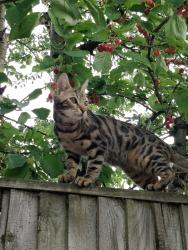 Lost Male Cat last seen Teasel way, Cambridgeshire, England CB1 9EN