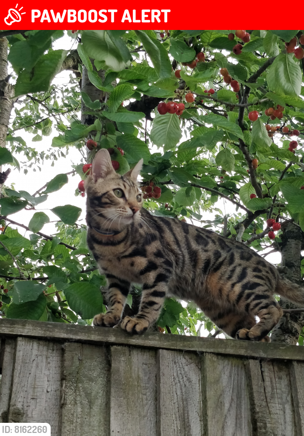 Lost Male Cat last seen Teasel way, Cambridgeshire, England CB1 9EN