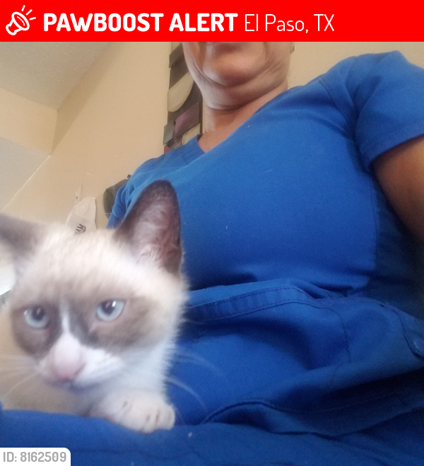 El Paso, TX Lost Male Cat, Mini serrano Is Missing PawBoost