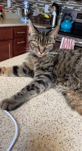 Lost Male Cat last seen Roosevelt , Oak Park, IL 60304