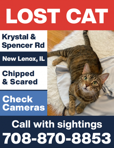 Lost Female Cat last seen Near Krystal Lane, New Lenox, IL, New Lenox, IL 60451