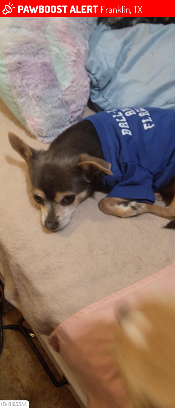 Lost Male Dog last seen 4 mile marker store in franklin,tx, Franklin, TX 77856