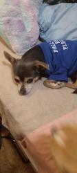 Lost Male Dog last seen 4 mile marker store in franklin,tx, Franklin, TX 77856