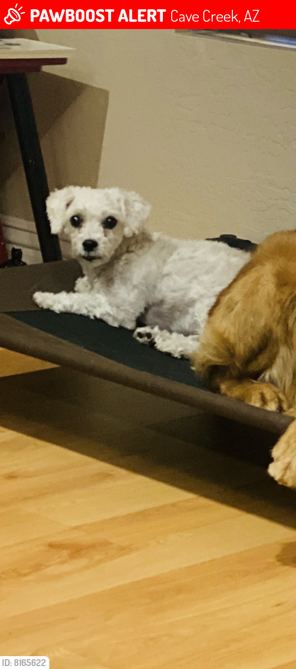 Lost Female Dog last seen Old Stage Rd & Cahava Ranch, Cave Creek, AZ 85331