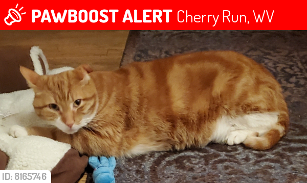 Lost Male Cat last seen Firefly Ln, Cherry Run Rd, Cherry Run, WV 25427