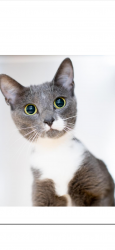 Lost Female Cat last seen Near Bingham rd, Asheville, NC 28806