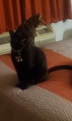 Reunited Male Cat last seen silver bend way auburn ca, Auburn, CA 95603