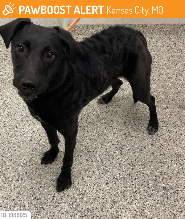 Found/Stray Female Dog in Kansas City, MO 64155 (ID: 8168125) | PawBoost