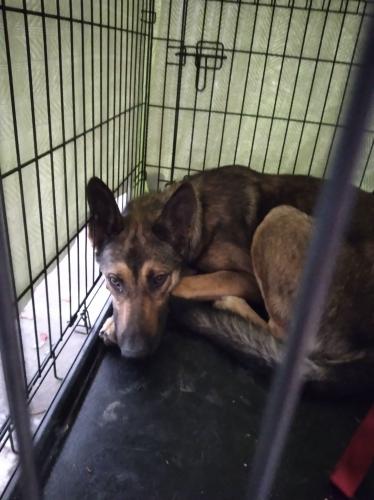 Found/Stray Male Dog last seen Calero and Comanche, San Jose, CA 95123