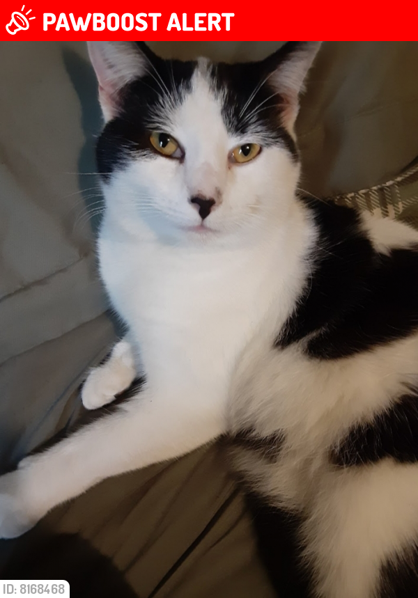 Lost Male Cat last seen Crossroads country stord, Frederick County, VA 22603