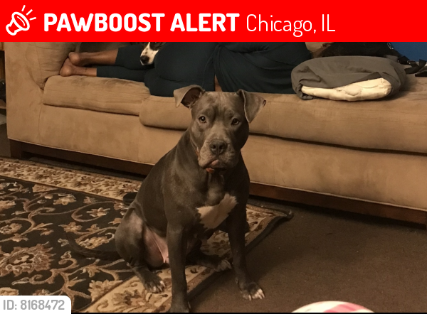 Lost Female Dog last seen 103rd & Forest Avenue , Chicago, IL 60628