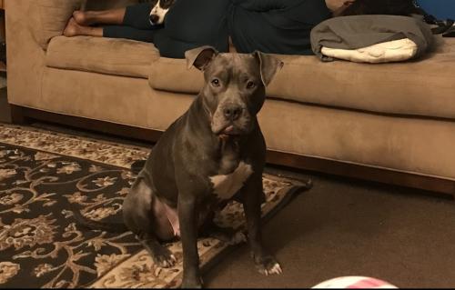 Lost Female Dog last seen 103rd & Forest Avenue , Chicago, IL 60628