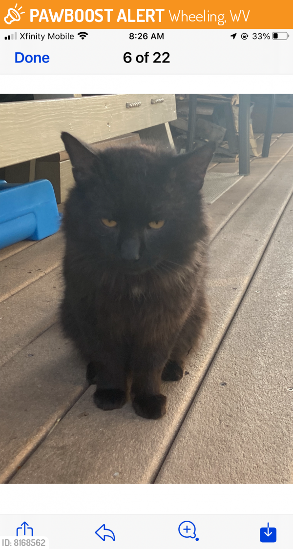 Found/Stray Male Cat in Wheeling, WV 26003 (ID 8168562) PawBoost