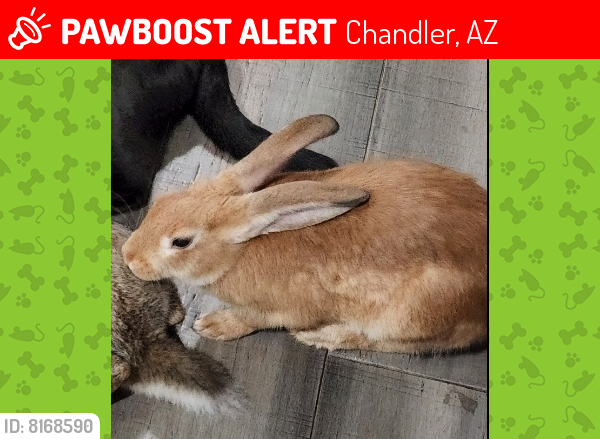 Lost Male Rabbit last seen Highland and Jay st , Chandler, AZ 85225