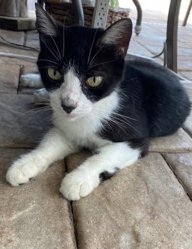 Lost Female Cat last seen Palm river drive, North Naples, FL 34110