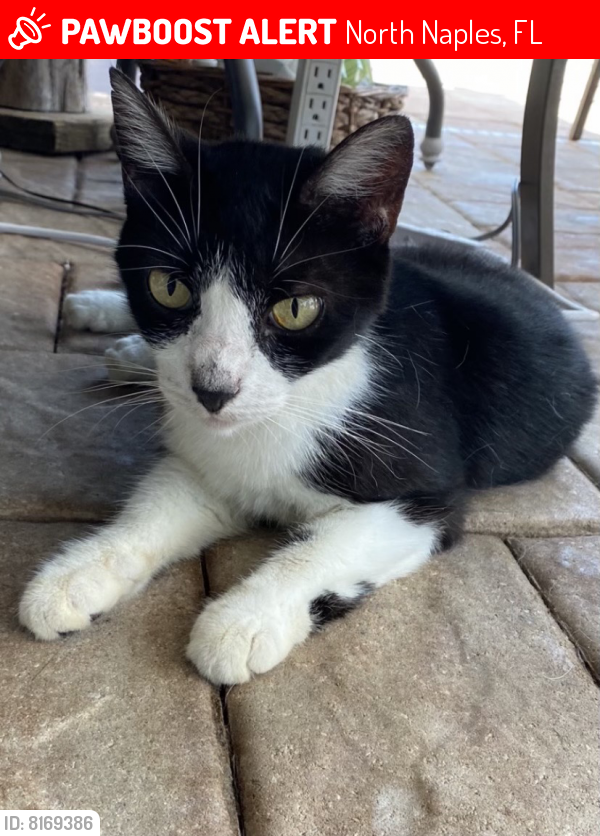 Lost Female Cat last seen Palm river drive, North Naples, FL 34110