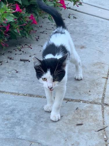 Found/Stray Unknown Cat last seen W. Virginia and Palm St. San Jose , San Jose, CA 95110
