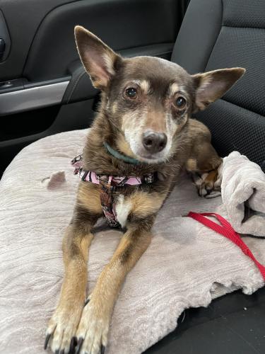 Lost Female Dog last seen Near south & highway 5 in south Whitley , South Whitley, IN 46787