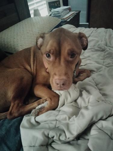 Lost Female Dog last seen Kirkland and Cermak , Chicago, IL 60623