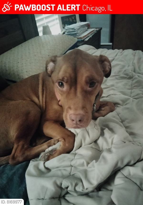Lost Female Dog last seen Kirkland and Cermak , Chicago, IL 60623