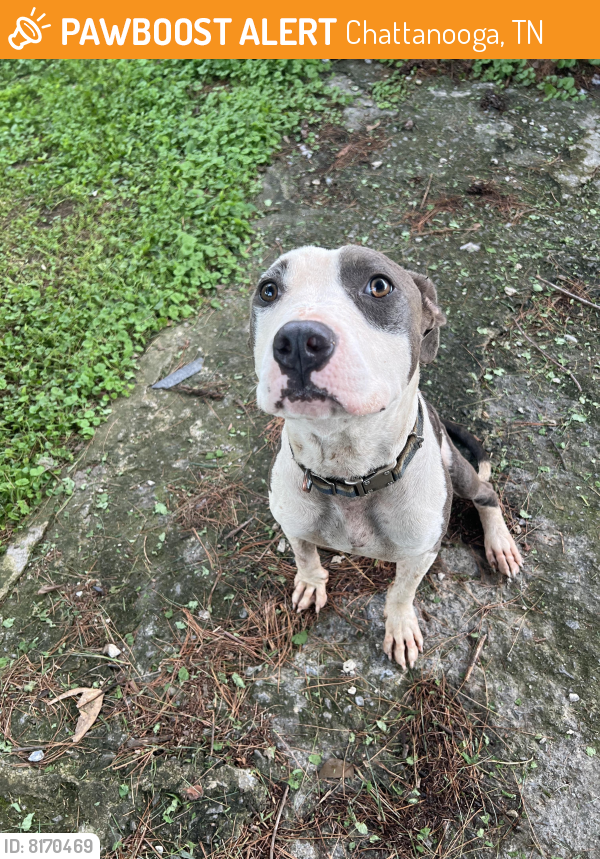 Found/Stray Male Dog last seen Rossville Blvd/Alton park area, Chattanooga, TN 37407