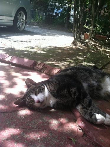 Lost Female Cat last seen Alderton Street, Woodhaven blvd, Queens, NY 11374