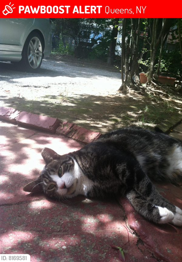 Lost Female Cat last seen Alderton Street, Woodhaven blvd, Queens, NY 11374