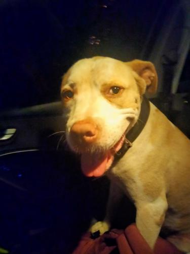 Found/Stray Male Dog last seen Newberry Highway & Chapman Street, Newberry, SC 29108