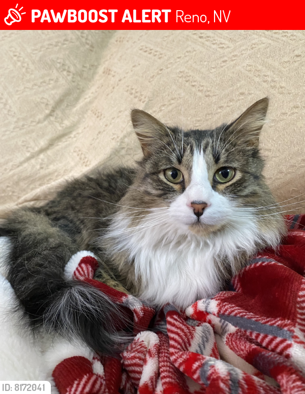 Lost Male Cat last seen Coit Drive, Reno, NV 89503