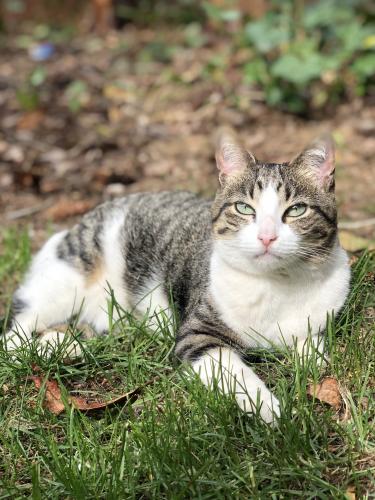 Lost Female Cat last seen Last seen at our hse on Cambridge Dr (near the end of the cul-de-sac), near Roe St. , Steilacoom, WA 98388