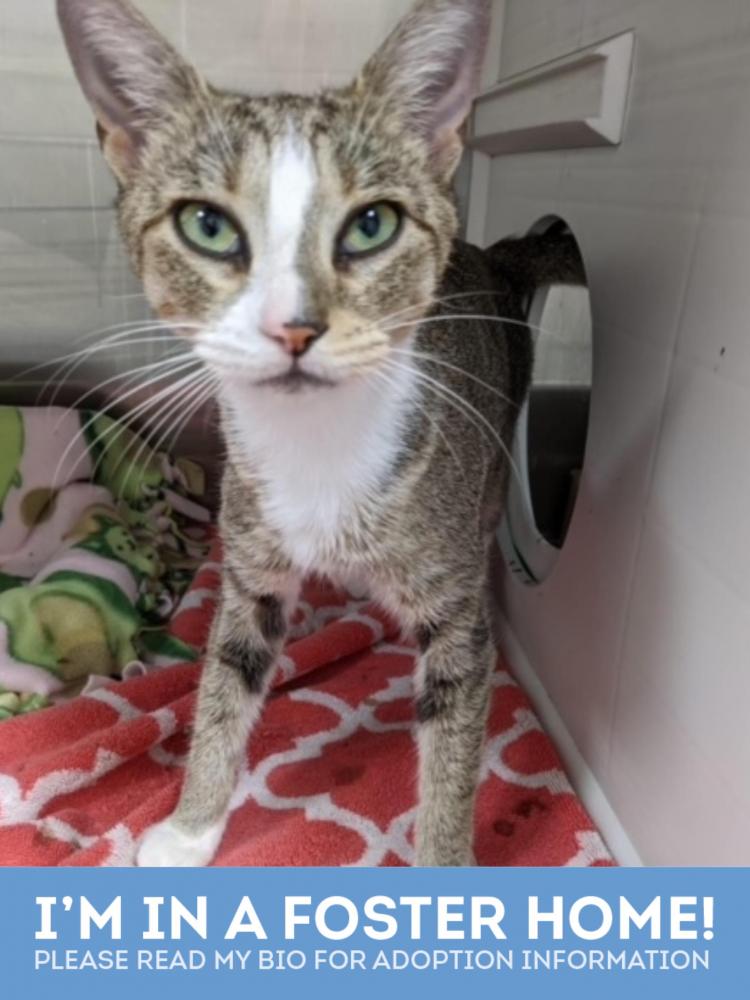 Shelter Stray Female Cat last seen Near E Pratt st, 21210, MD, Baltimore, MD 21230