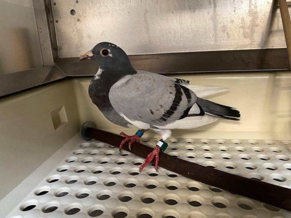 Shelter Stray Unknown Pigeon last seen Near Silver Woods Fairfax 22031, Fairfax County, VA, Fairfax, VA 22032