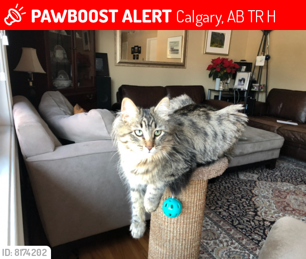 Lost Female Cat last seen Near Bearspaw Road, Calgary, AB T3R 1H4, Calgary, AB T3R 1H4