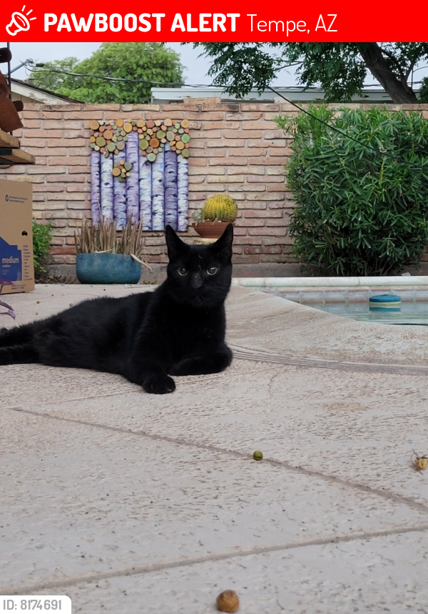 Lost Male Cat last seen Maple Ave and Guadalupe Rd, Tempe, AZ 85283