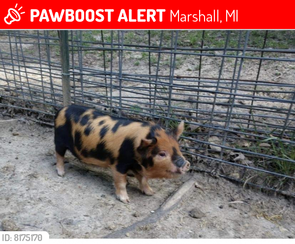 Lost Male Other last seen G Dr and Partello, Marshall, MI 49068