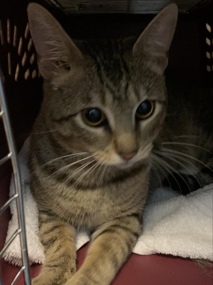 Shelter Stray Male Cat last seen Apt 202,235 Haas Avenue, SAN LEANDRO, CA, 94577, Oakland, CA 94621