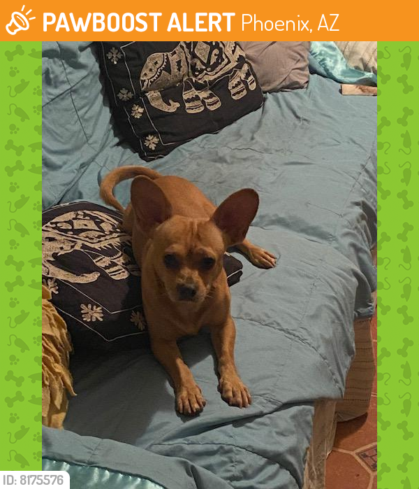 Rehomed Male Dog last seen 7th st and Bethany  Rd, Phoenix, AZ 85014