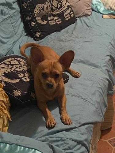 Found/Stray Male Dog last seen 7th st and Bethany  Rd, Phoenix, AZ 85014