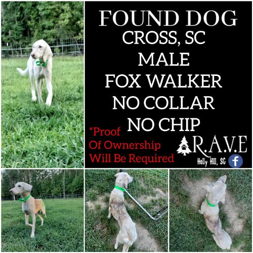 Found/Stray Male Dog last seen Springs Plain Rd, Berkeley County, SC 29436