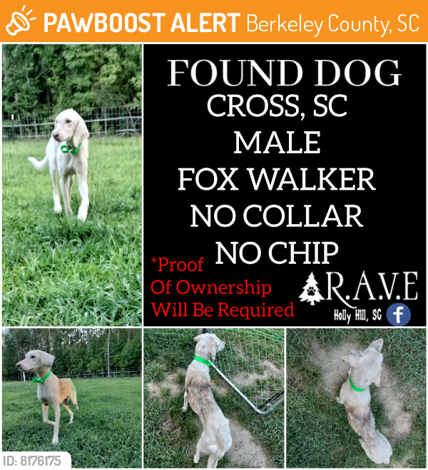 Found/Stray Male Dog last seen Springs Plain Rd, Berkeley County, SC 29436