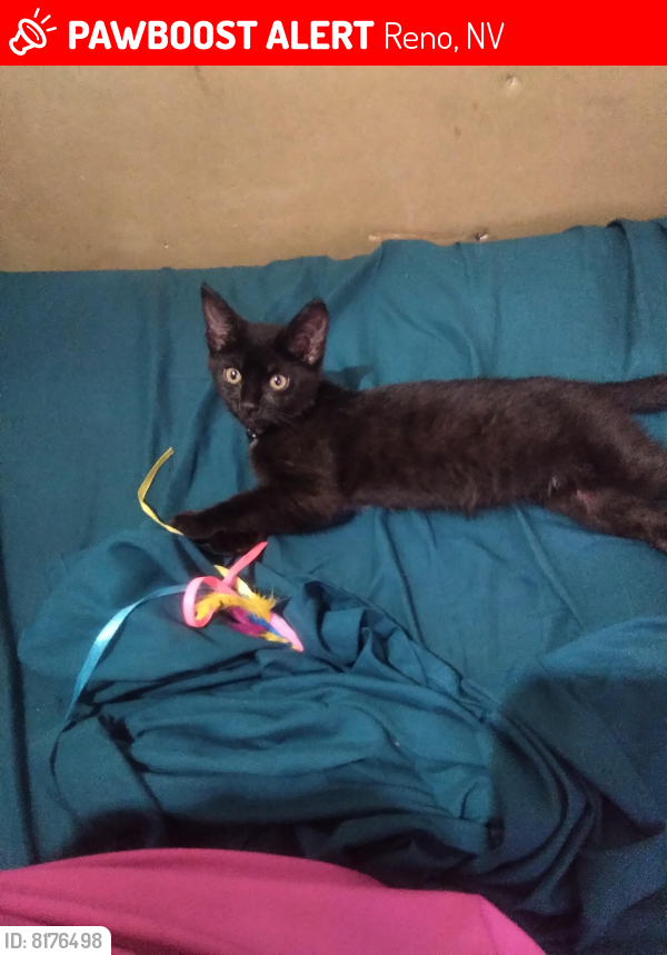 Lost Female Cat last seen Fleetwood Dr & Compton, Reno, NV 89506