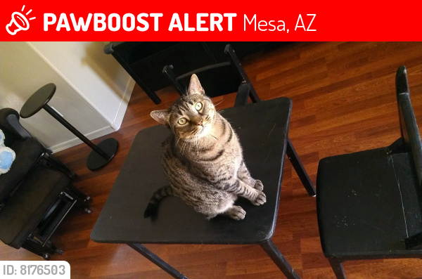 Lost Male Cat last seen Williamsfield rd / signal butte, Mesa, AZ 85212