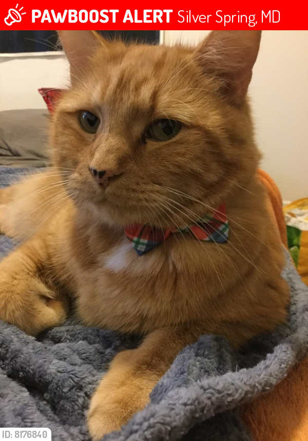 Lost Male Cat last seen Hathaway and Georgia Ave, Silver Spring, MD 20906