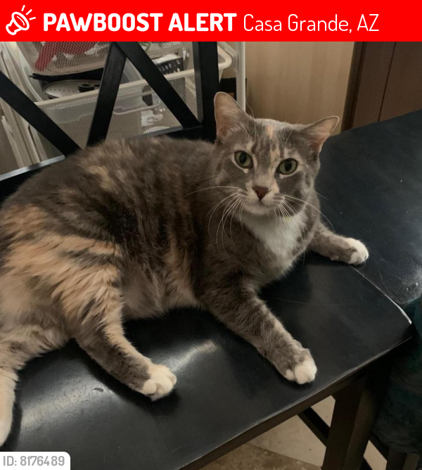 Lost Female Cat last seen Val Vista and Santa Cruz, Casa Grande, AZ 85194