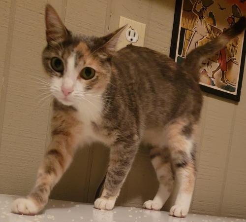 Lost Female Cat last seen Northbourne Drive and Stringfellow Road, near Poplar Tree Park, Centreville, VA 20120