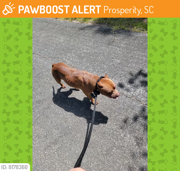 Found/Stray Unknown Dog last seen Newberry, Prosperity, SC 29127